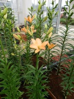 [5113 Orange Cocotte DJ No02.JPG]